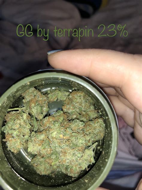 best terrapin strains|Terrapin Care Station: GG